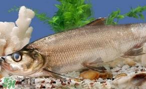 翘壳鱼怎么做好吃?翘壳鱼刺多吗 翘壳鱼怎么做好吃?翘壳鱼刺多吗