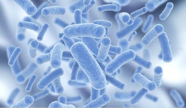 安全抗过敏——关于欣敏康益生菌的终极说明