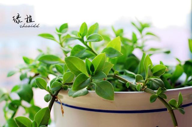 甲醛最怕的4个克星（甲醛最怕的4个天敌）(8)