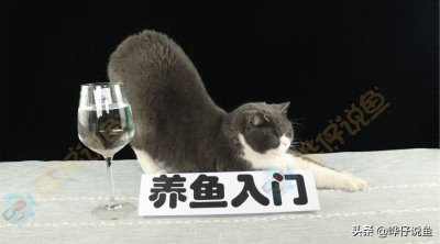 ​如果有人让你用小分子水养观赏鱼，别怀疑，他在忽悠你！