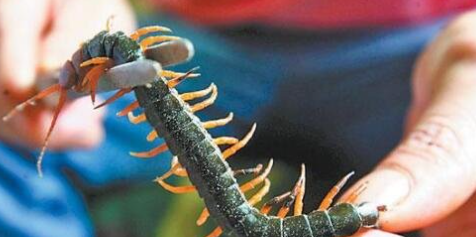 蜈蚣属于昆虫类的,蜈蚣是昆虫吗,为什么图3