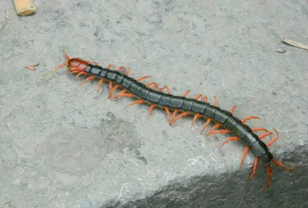 蜈蚣属于昆虫类的,蜈蚣是昆虫吗,为什么图4