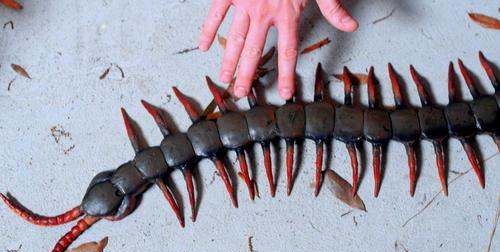 蜈蚣属于昆虫类的,蜈蚣是昆虫吗,为什么图2