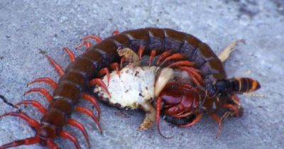 ​蜈蚣属于昆虫类的,蜈蚣是昆虫吗,为什么