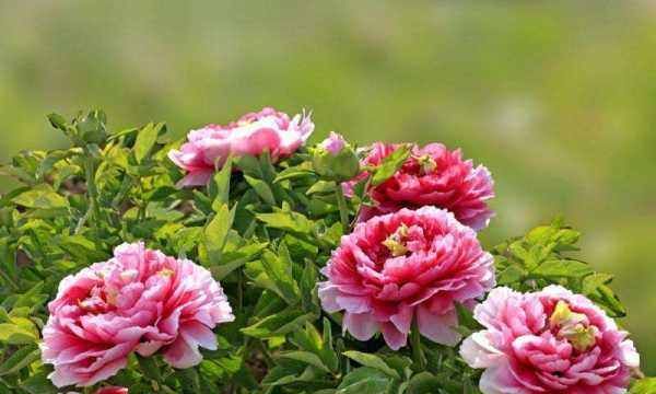 中国国花是什么花,我国的国花是什么花图2