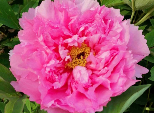 中国国花是什么花,我国的国花是什么花图1