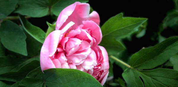 中国国花是什么花,我国的国花是什么花图4