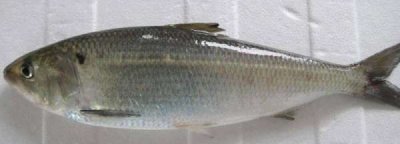 ​鱼放冰箱第二天还能吃,鱼放冰箱第二天还能吃吗