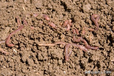 ​蚯蚓晒干每斤300，野生蚯蚓遭受灭绝式捕杀，新的暴利养殖来临
