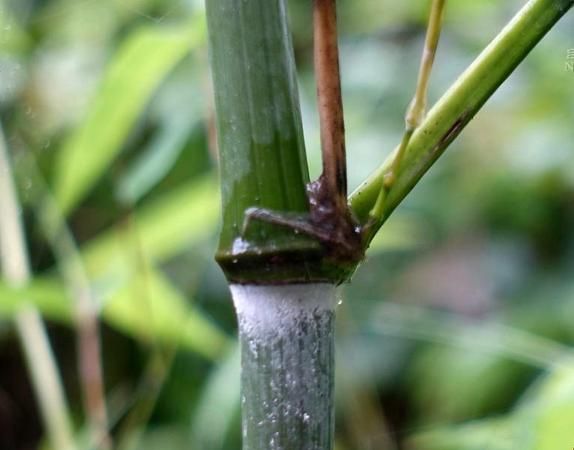 竹炭灰有什么用处