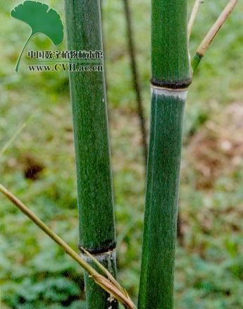 竹叶烧成灰的用途