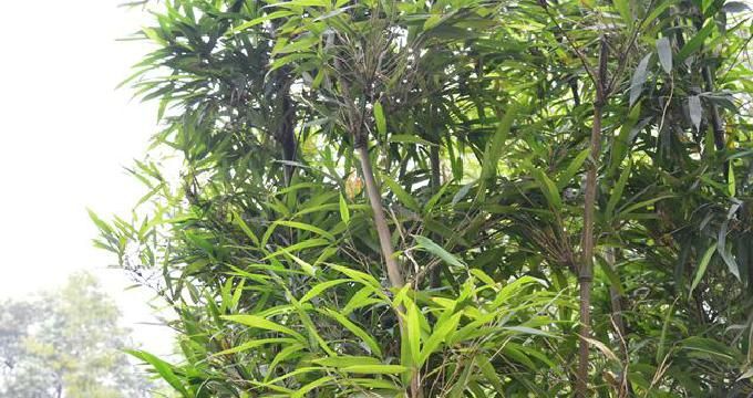 竹子烧成灰是肥料吗