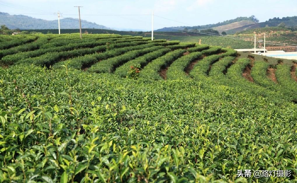 普洱是哪个地方的城市（普洱是哪个省哪个市的城市）