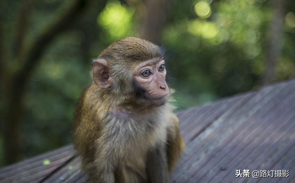 普洱是哪个地方的城市（普洱是哪个省哪个市的城市）