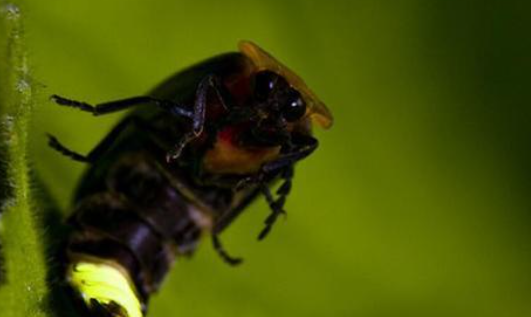 萤火虫的习性,关于萤火虫的生活习性图2