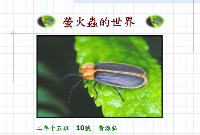 莹火虫的外形和食性