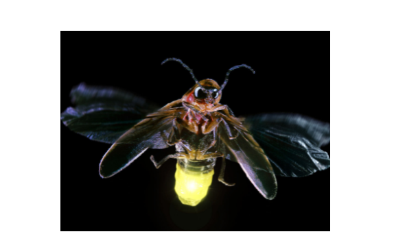 萤火虫的习性,关于萤火虫的生活习性图1