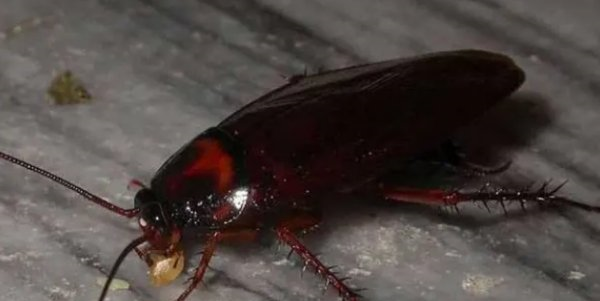 蟑螂害怕酒精,蟑螂怕酒精吗图3