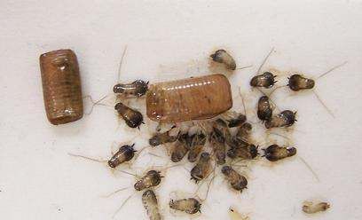 蟑螂害怕酒精,蟑螂怕酒精吗图2