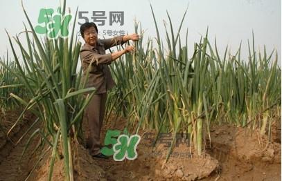 大葱什么时候种植？大葱什么时候上市