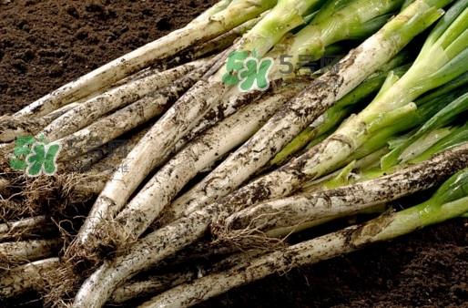 大葱什么时候种植？大葱什么时候上市