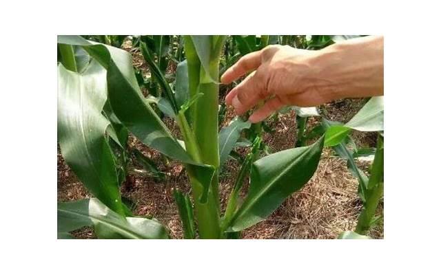 接到离婚诉讼状应该要怎样做