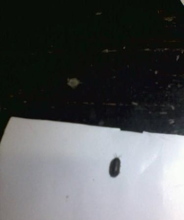 为什么家里会有好多死掉的潮虫子