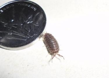 家里厨房经常有潮虫(鼠妇),很小又跑的很快,该怎么办