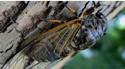 ​蝉鸣是什么季节,蝉鸣是什么季节
