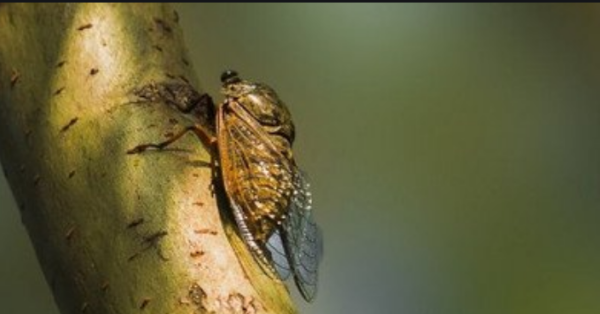 蝉鸣是什么季节,蝉鸣是什么季节图4
