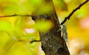 蝉儿鸣叫是什么季节的词语