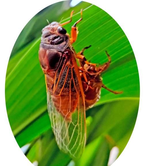 蝉鸣是什么季节