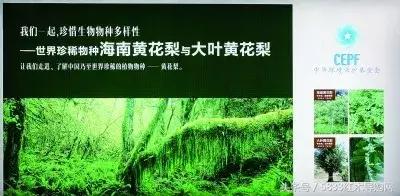伯利兹黄檀跟缅甸黄花梨(大叶黄花梨卷土重来)(1)