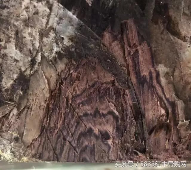 伯利兹黄檀跟缅甸黄花梨(大叶黄花梨卷土重来)(8)