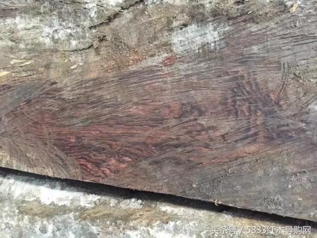 伯利兹黄檀跟缅甸黄花梨(大叶黄花梨卷土重来)(6)