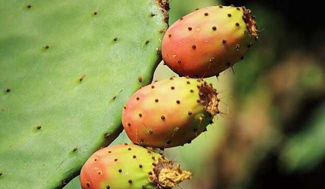 仙人掌果汁什么时间喝最好