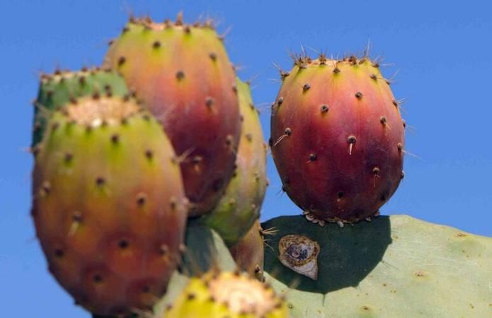 仙人掌果怎么吃
