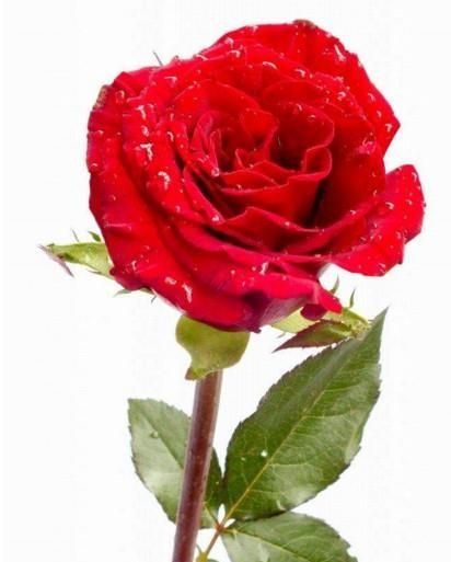 送玫瑰花朵数的含义，微信表情送玫瑰朵数的含义？图3