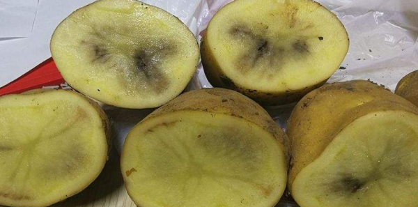 土豆削皮后发黑可以吃,土豆削皮后发黑可以吃吗图4