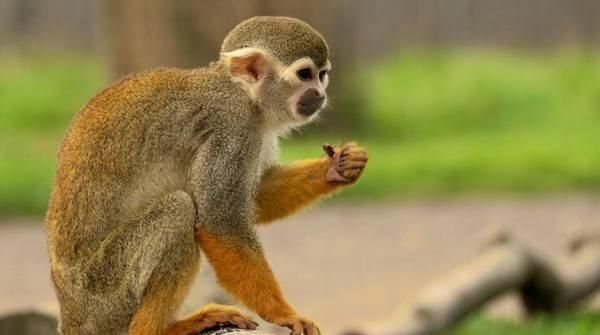 猴子尾巴的作用是，一年级试卷大象，猴子，蛇，松鼠，尾巴的作用？图3