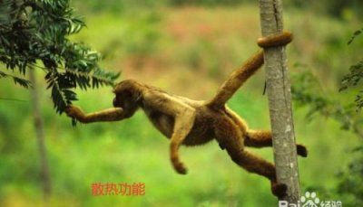 ​猴子尾巴的作用是，一年级试卷大象，猴子，蛇，松鼠，尾巴的作用？