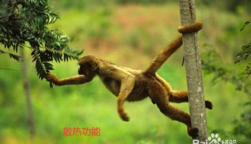 一年级试卷大象，猴子，蛇，松鼠，尾巴的作用