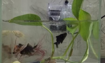 小金鱼怎么养，几元钱买的小金鱼怎么养？图4