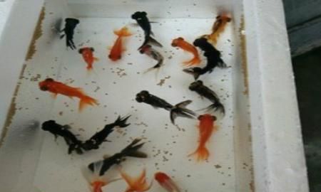 小金鱼怎么养，几元钱买的小金鱼怎么养？图2