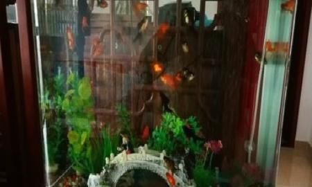 小金鱼怎么养，几元钱买的小金鱼怎么养？图7