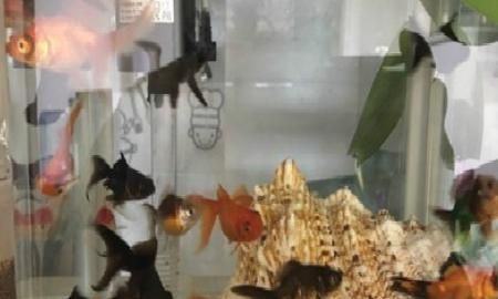 小金鱼怎么养，几元钱买的小金鱼怎么养？图5