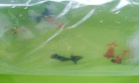 小金鱼怎么养，几元钱买的小金鱼怎么养？图3