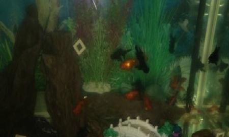 小金鱼怎么养，几元钱买的小金鱼怎么养？图8