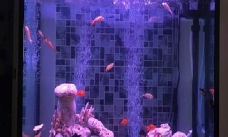 小金鱼怎么养，几元钱买的小金鱼怎么养？图6