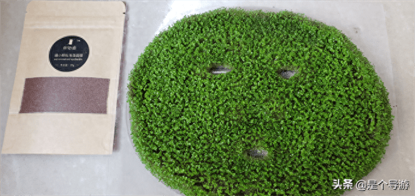 海藻面膜是智商税吗(海藻面膜真的有用吗)